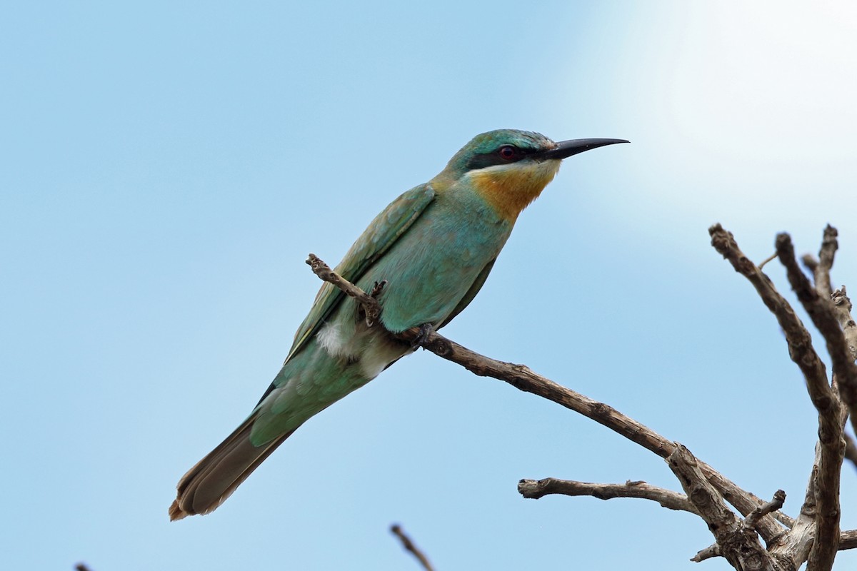 Blue-cheeked Bee-eater - ML47425071