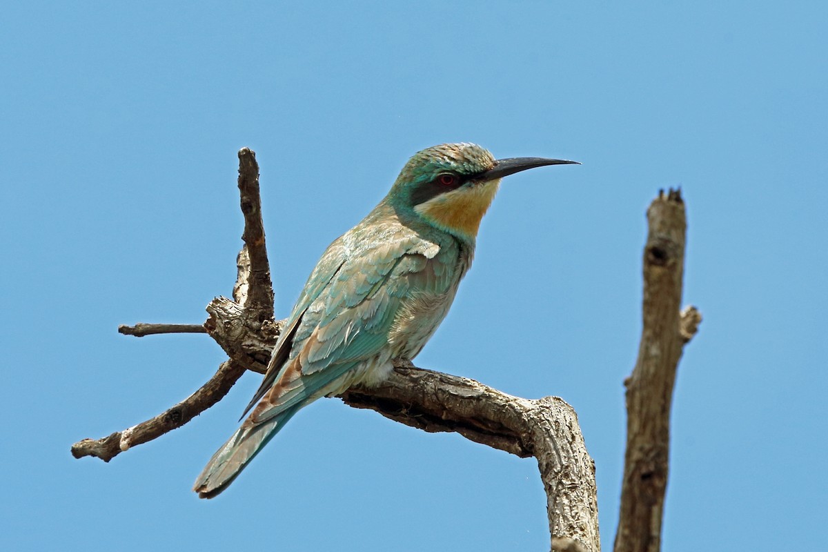 Blue-cheeked Bee-eater - Nigel Voaden