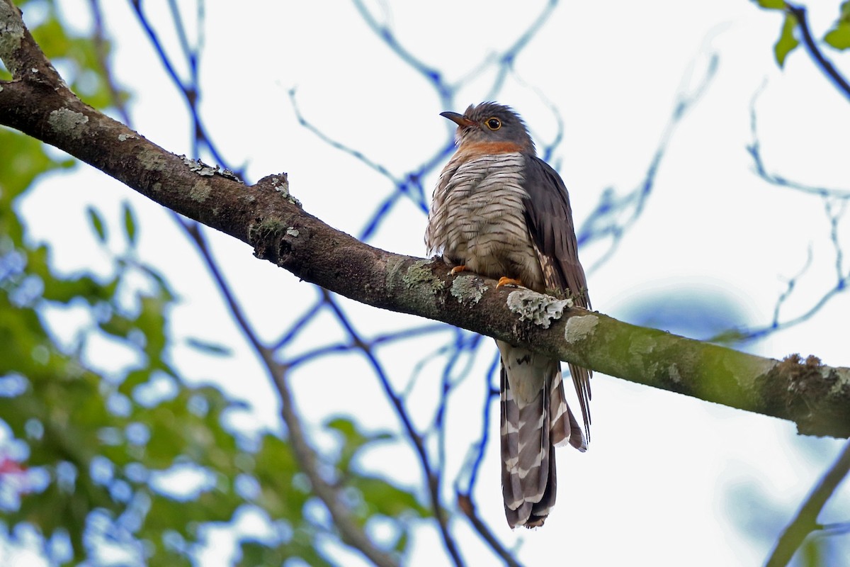 Red-chested Cuckoo - ML47425141