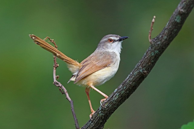 Tawny-flanked Prinia - eBird