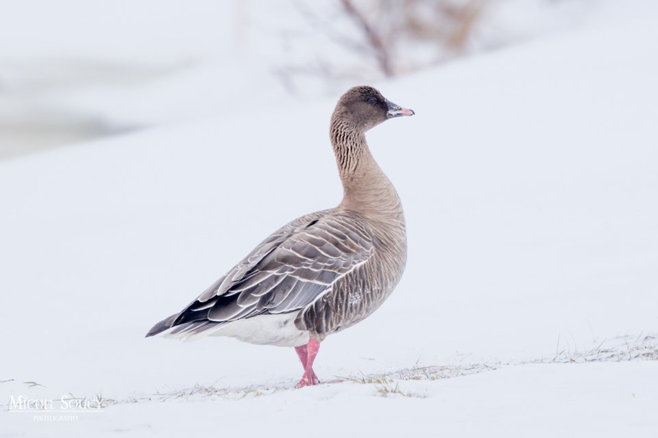 Pink-footed Goose - ML47425881