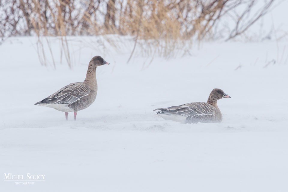 Pink-footed Goose - Michel Soucy