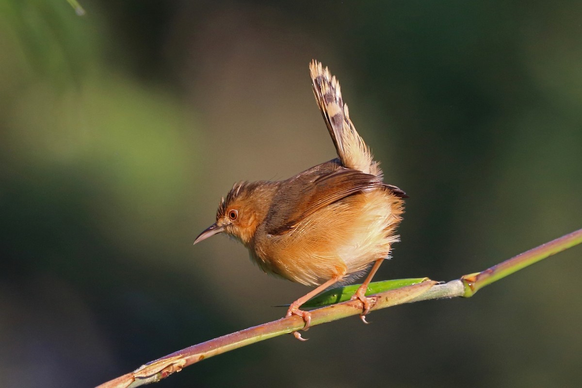 Red-faced Cisticola (Red-faced) - ML47426071