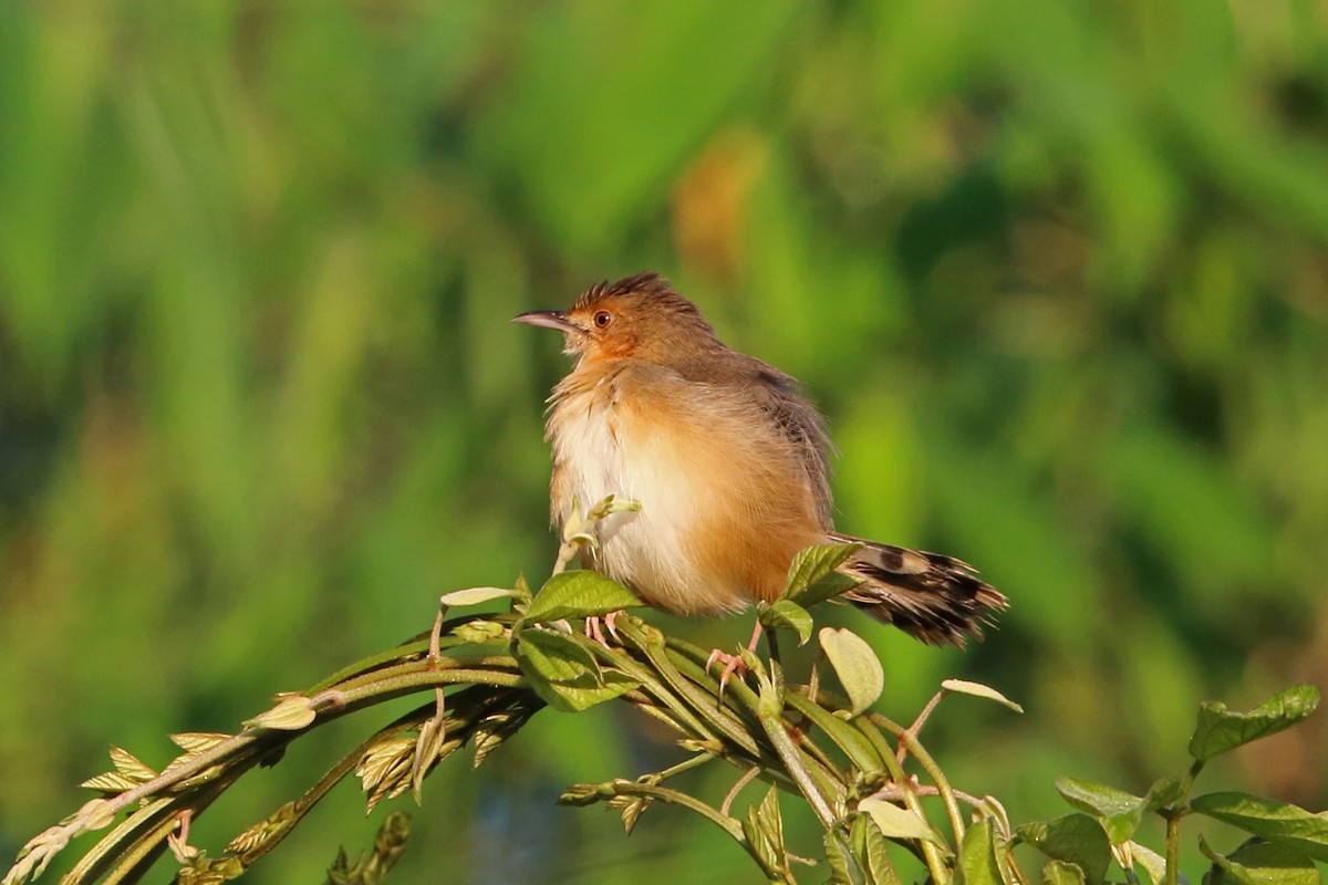 Red-faced Cisticola (Red-faced) - ML47426091