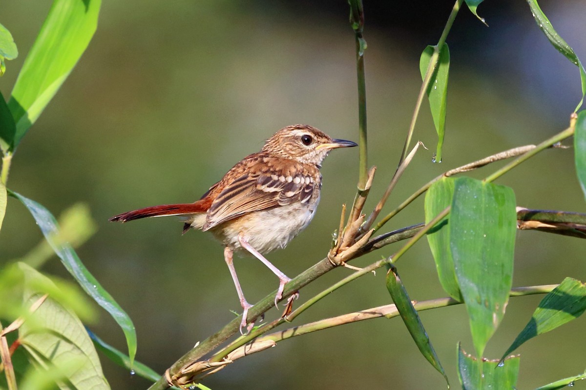 Red-backed Scrub-Robin (Red-backed) - ML47426191