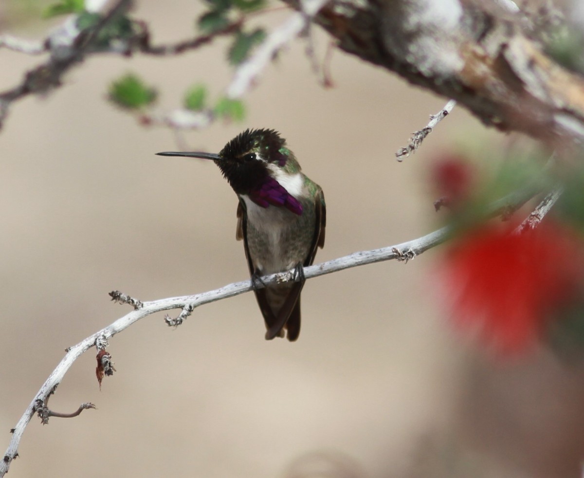 Costa's Hummingbird - ML474262861