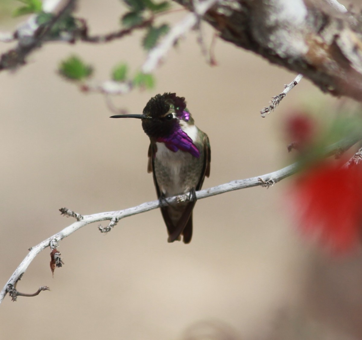 Costa's Hummingbird - ML474262881