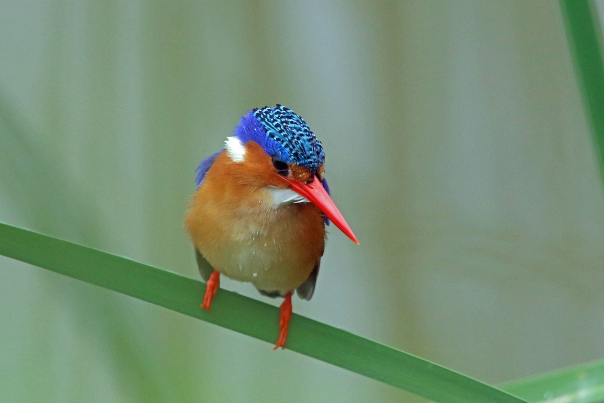 Malachite Kingfisher (Mainland) - Nigel Voaden