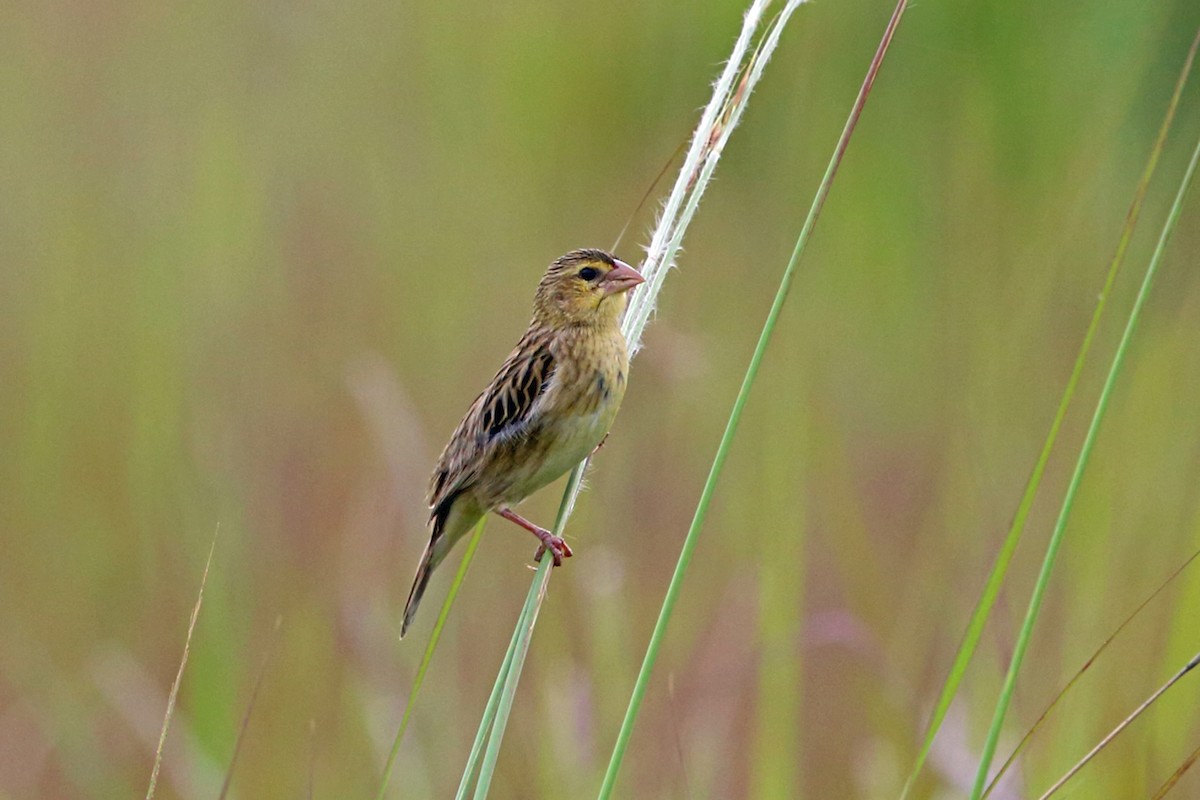 Yellow-mantled Widowbird (Yellow-mantled) - Nigel Voaden