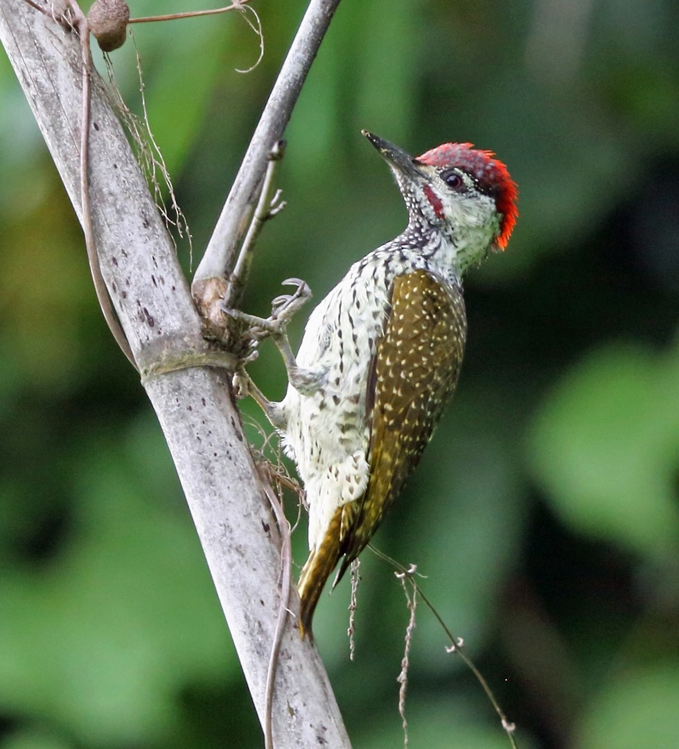 Golden-tailed Woodpecker (Golden-tailed) - ML47426581