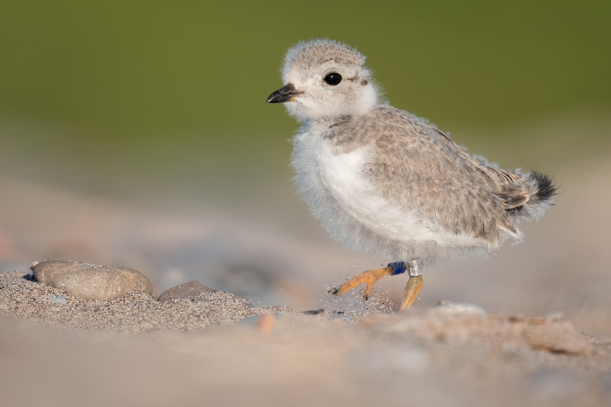 Piping Plover - ML474268701