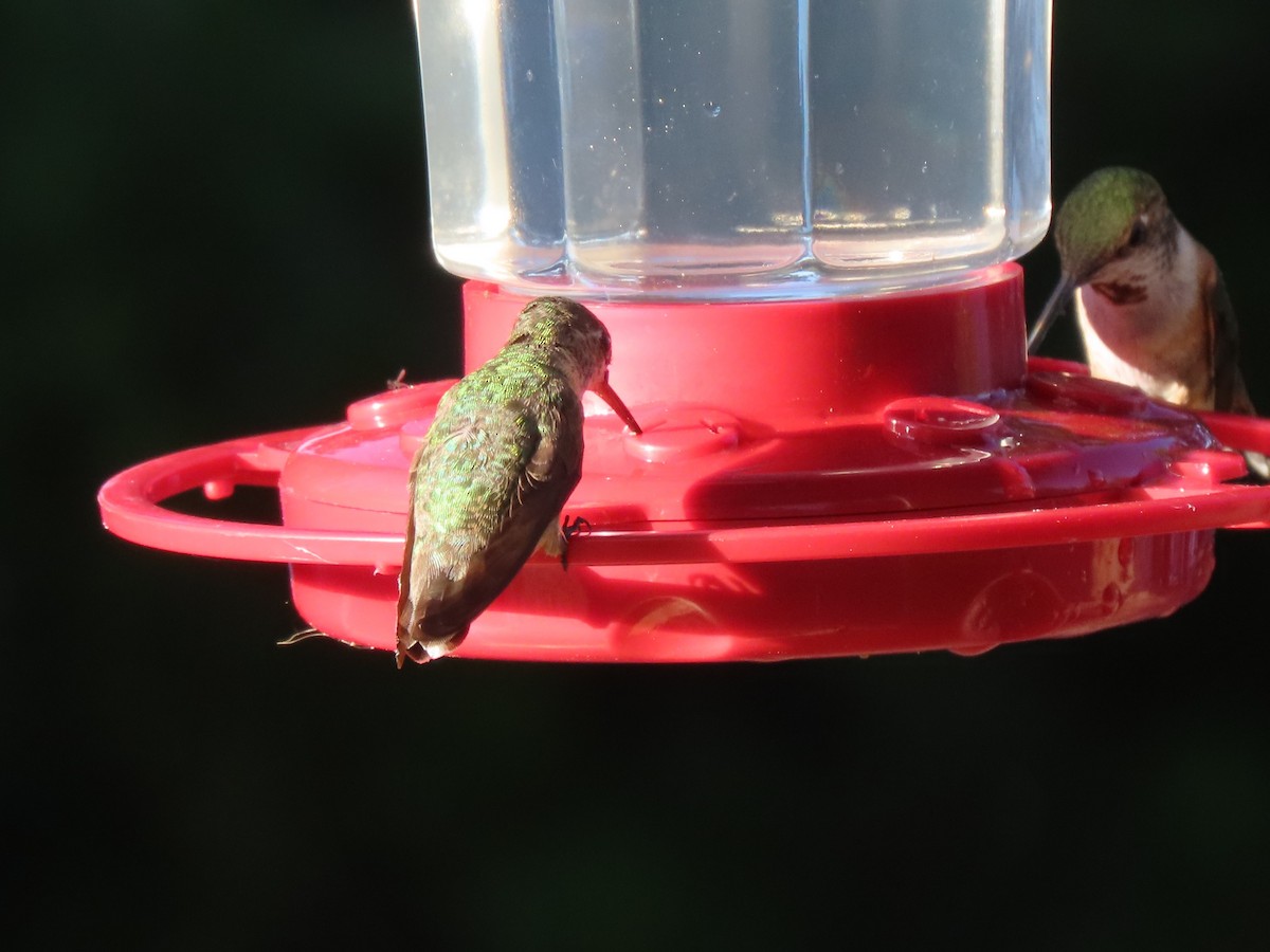Calliope Hummingbird - ML474269101