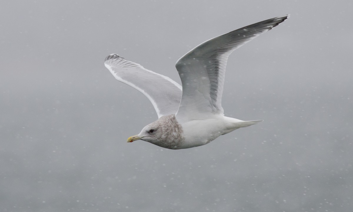 Iceland Gull (Thayer's) - Alix d'Entremont