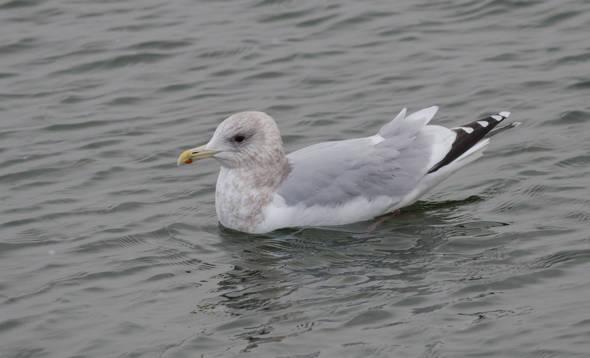 Iceland Gull (Thayer's) - ML47427121