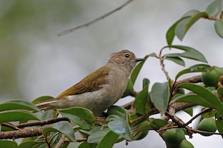 Green-backed Honeyguide - Prodotiscus zambesiae - Birds of the World