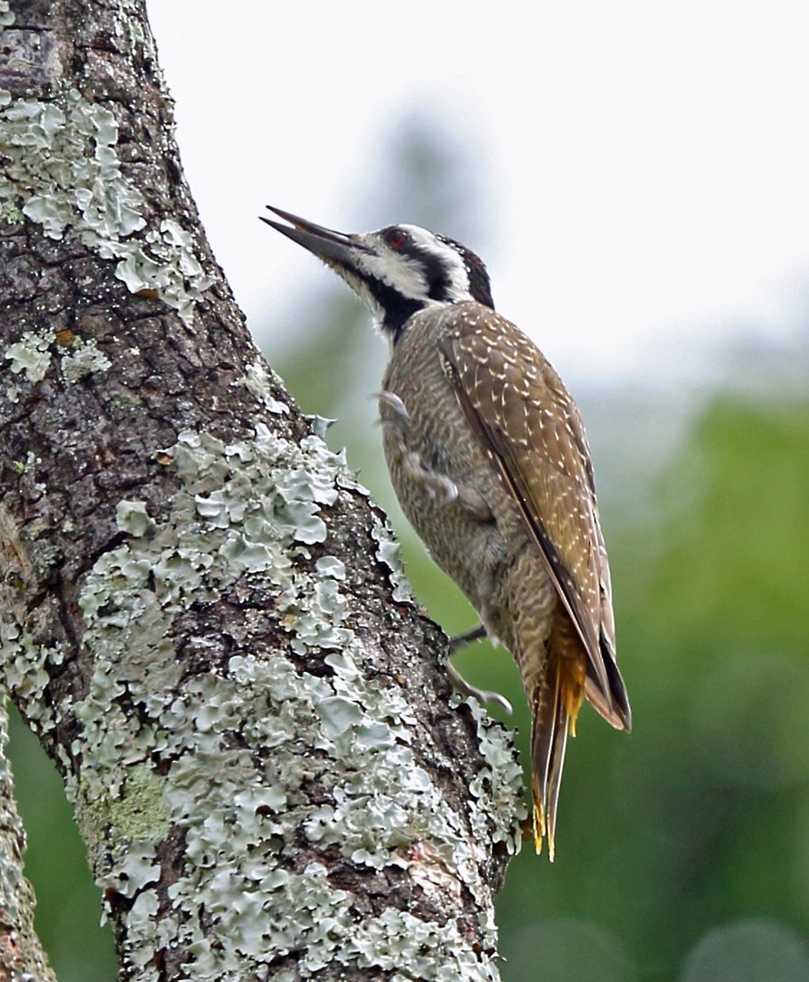 Bearded Woodpecker - ML47427261