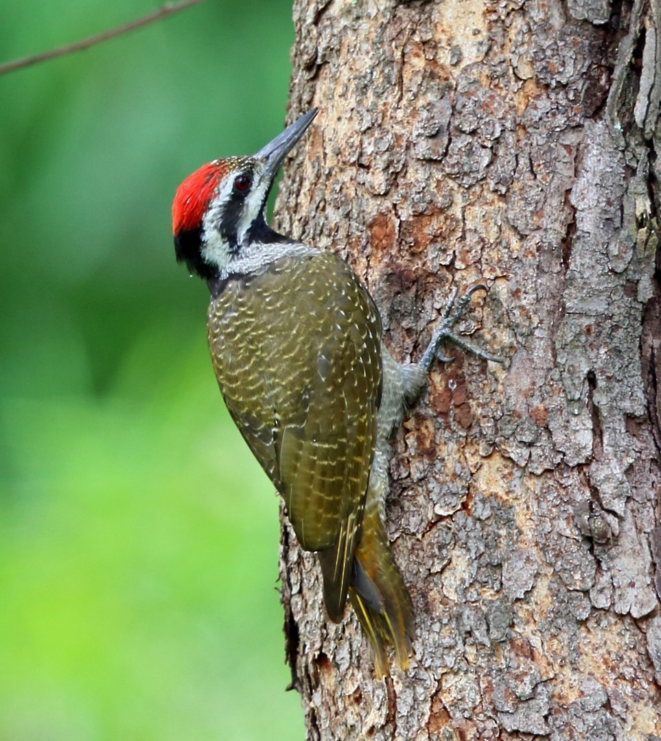 Bearded Woodpecker - ML47427271