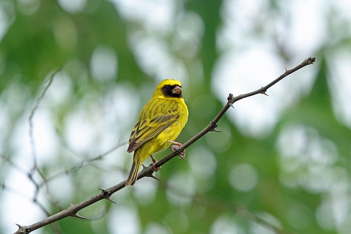 Black-faced Canary - Nigel Voaden