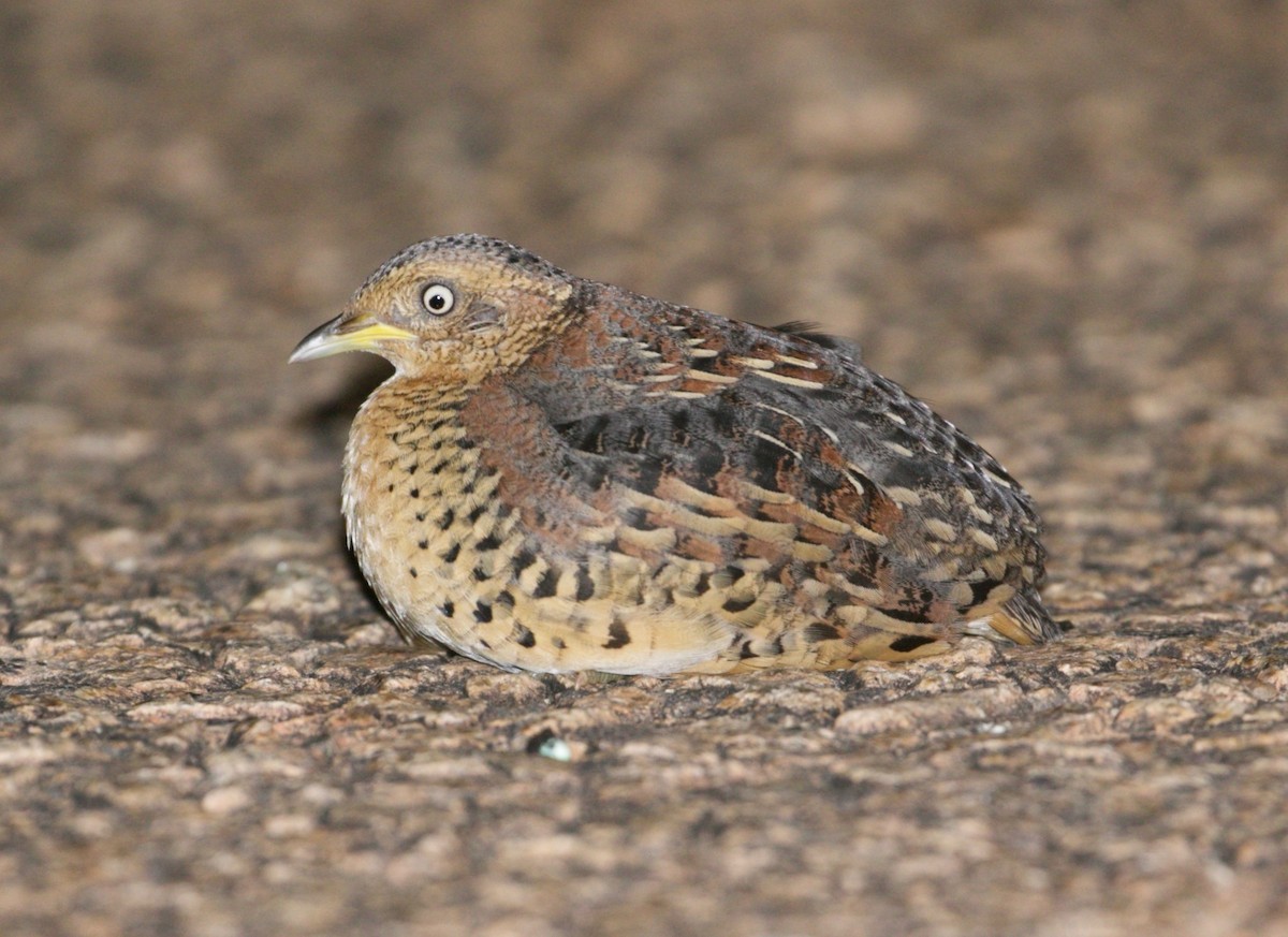 Red-backed Buttonquail - ML474274221