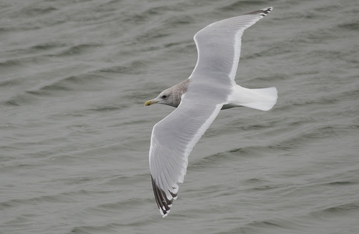 Iceland Gull (Thayer's) - Alix d'Entremont