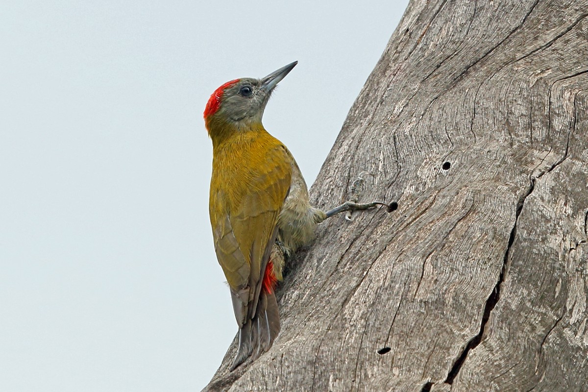 Olive Woodpecker (Red-bellied) - ML47427511
