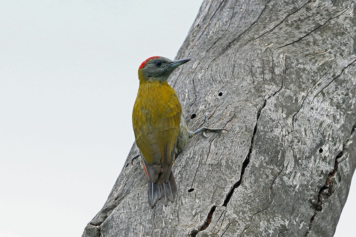 Olive Woodpecker (Red-bellied) - Nigel Voaden