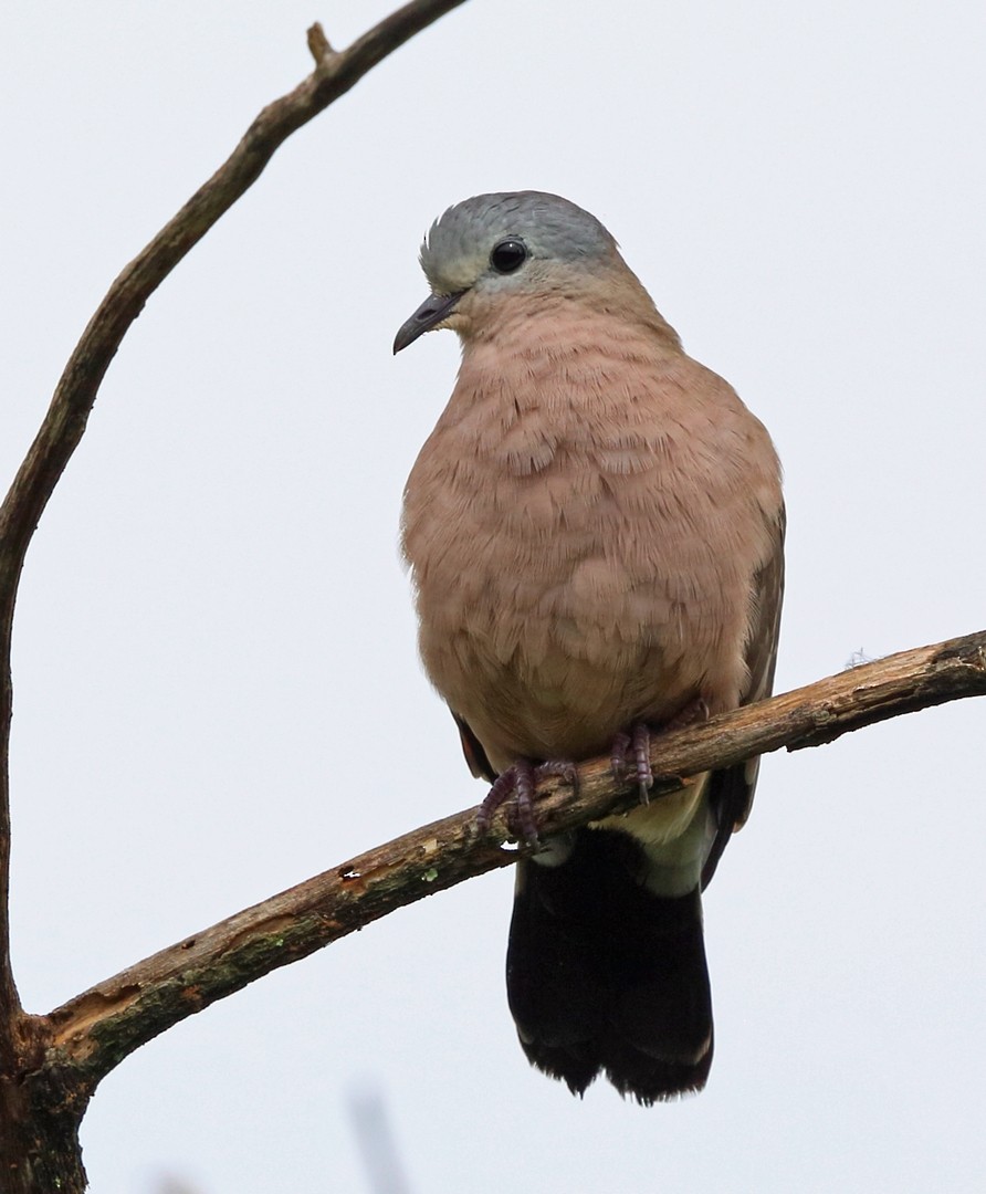 Emerald-spotted Wood-Dove - ML47427611
