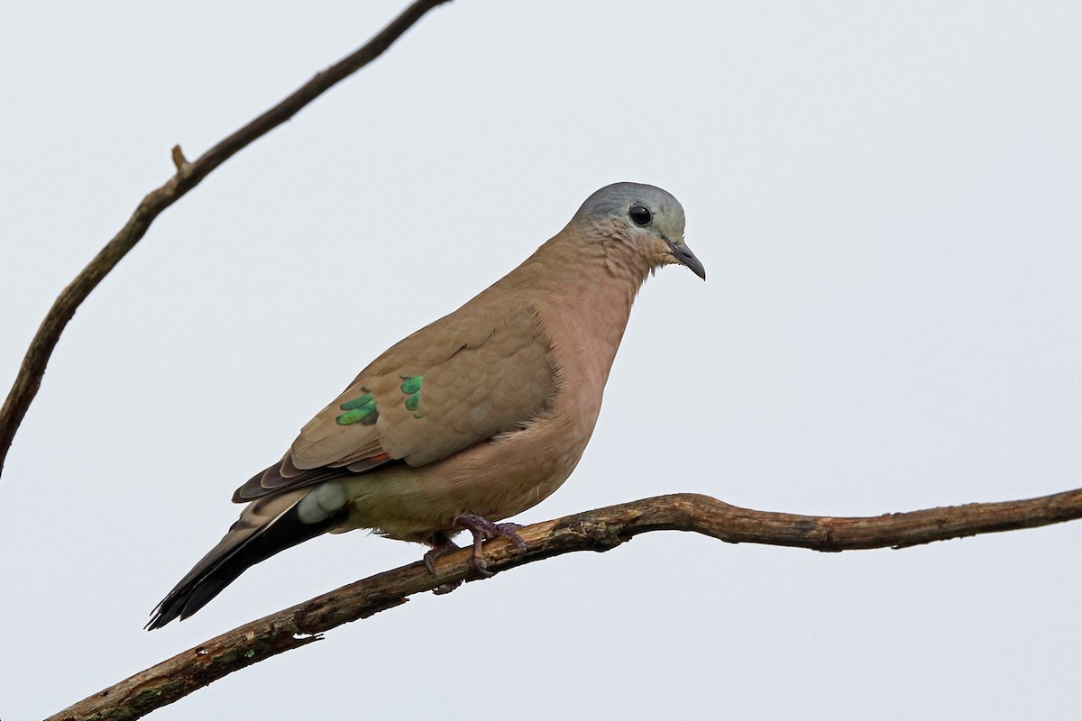 Emerald-spotted Wood-Dove - Nigel Voaden