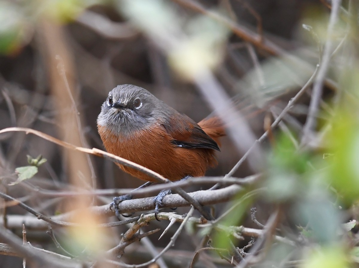Russet-bellied Spinetail - ML474276461
