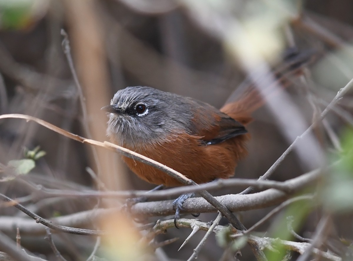 Russet-bellied Spinetail - ML474276471
