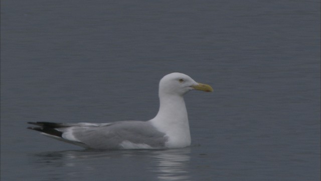  - Herring Gull (American)