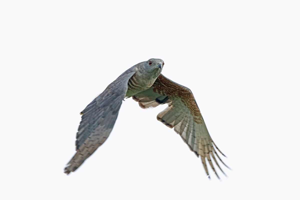 African Cuckoo-Hawk - Nigel Voaden