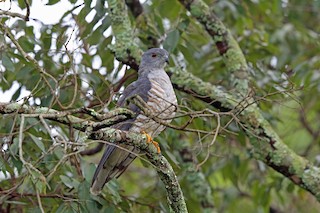  - African Cuckoo-Hawk