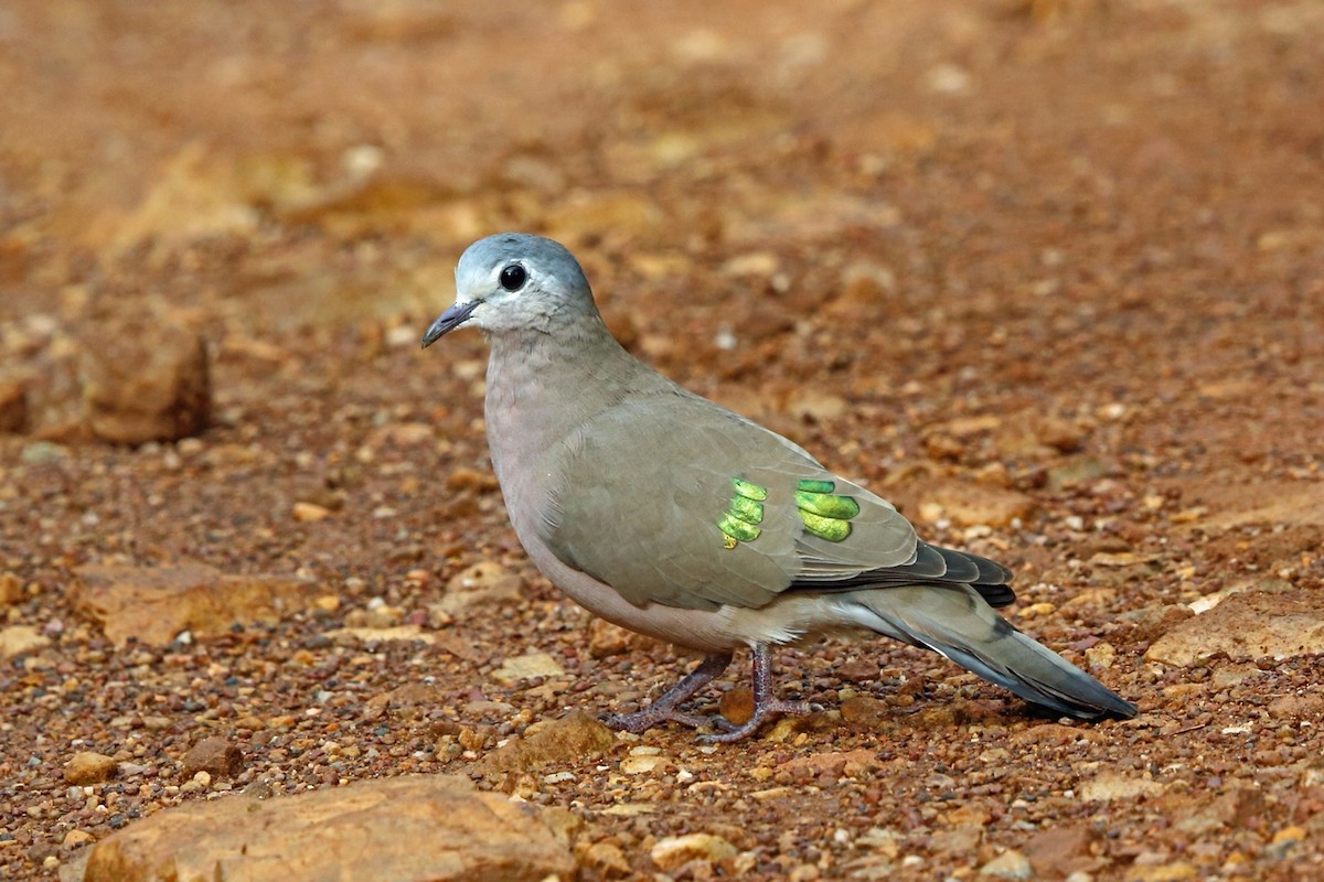 Emerald-spotted Wood-Dove - ML47427851