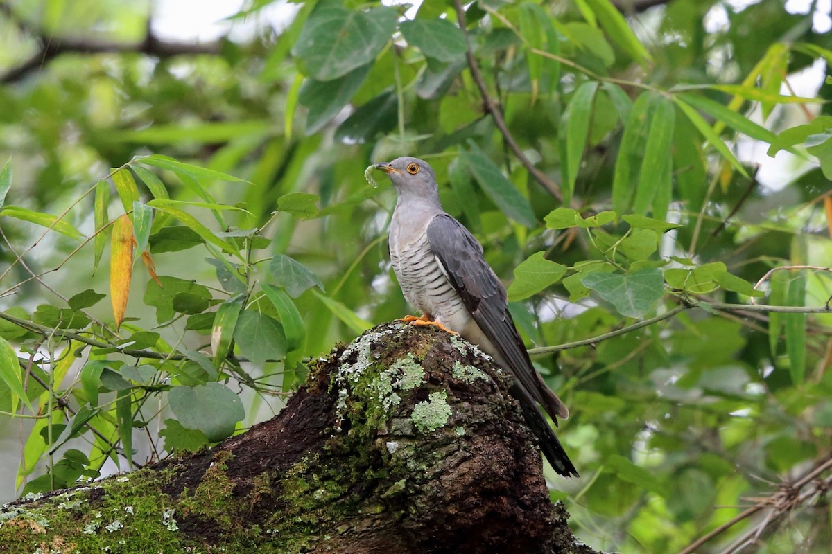 Common Cuckoo - Nigel Voaden