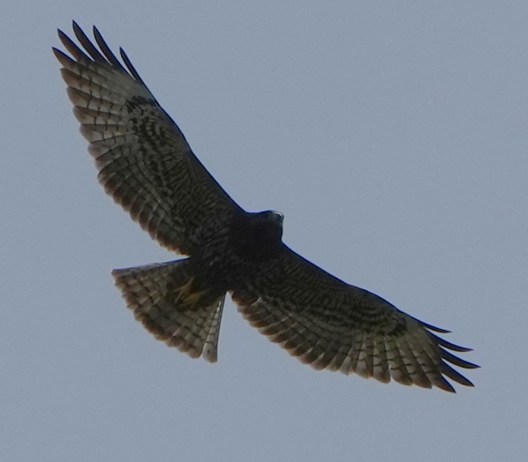 Short-tailed Hawk - ML474279211
