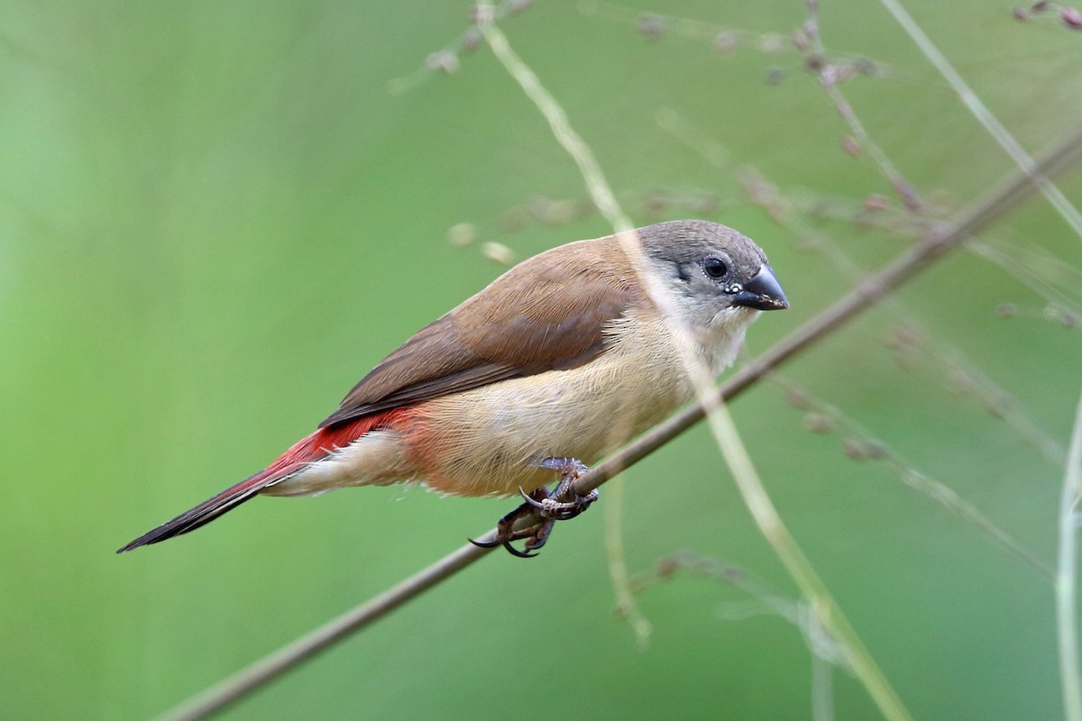 Fawn-breasted Waxbill (benguellensis) - ML47427961