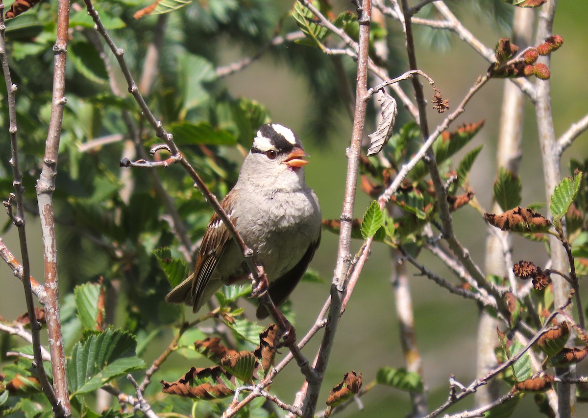 White-crowned Sparrow (oriantha) - ML474280131