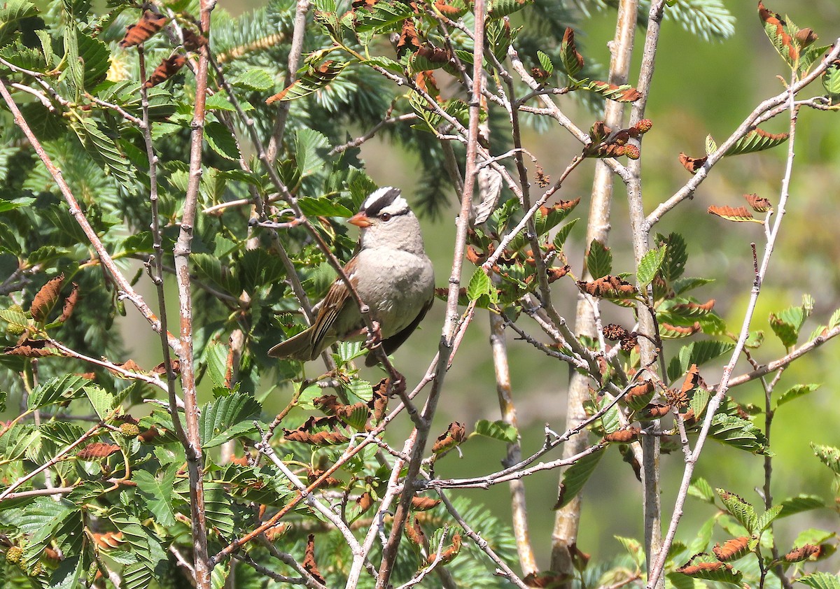 White-crowned Sparrow (oriantha) - ML474280151