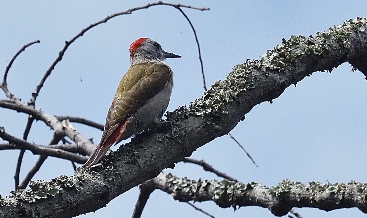 African Gray Woodpecker - ML474281781