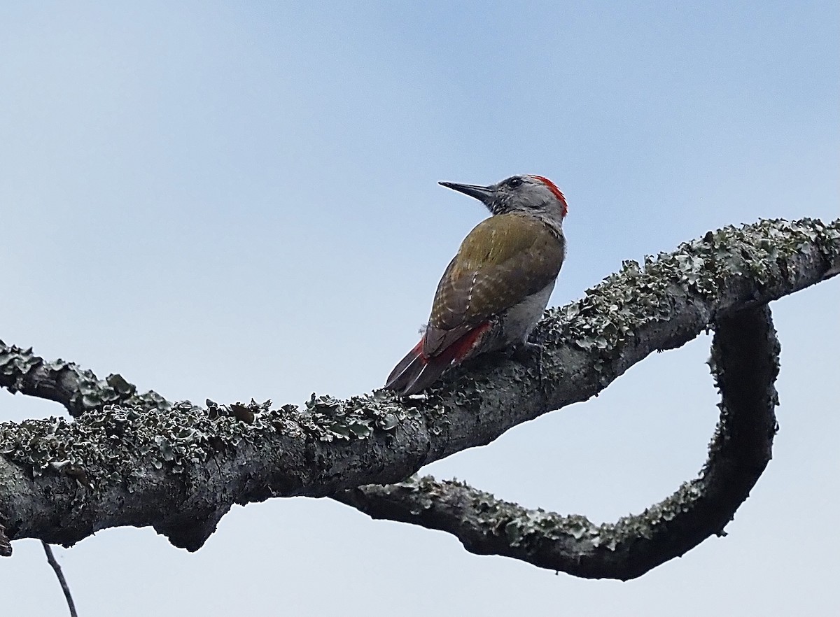 African Gray Woodpecker - ML474281791