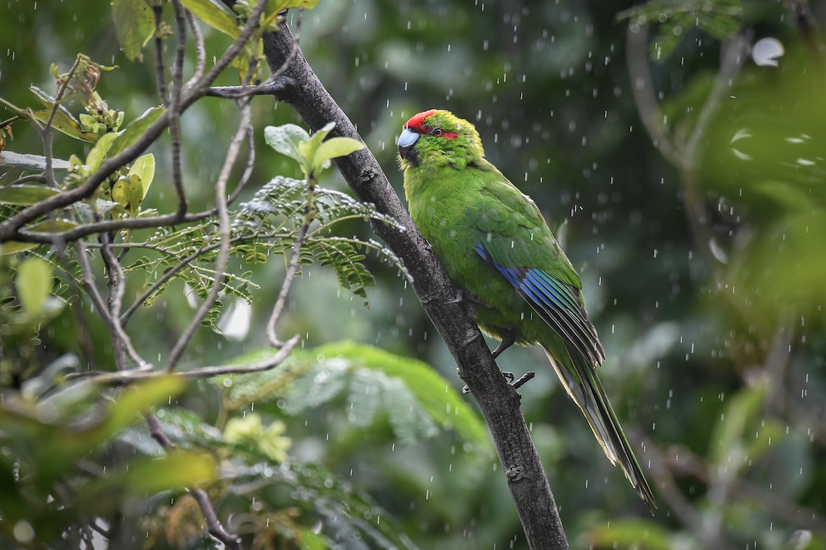 Red-crowned Parakeet - Trevor Evans