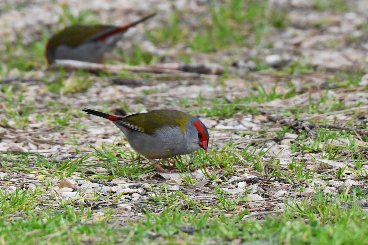 Red-browed Firetail - ML474285601