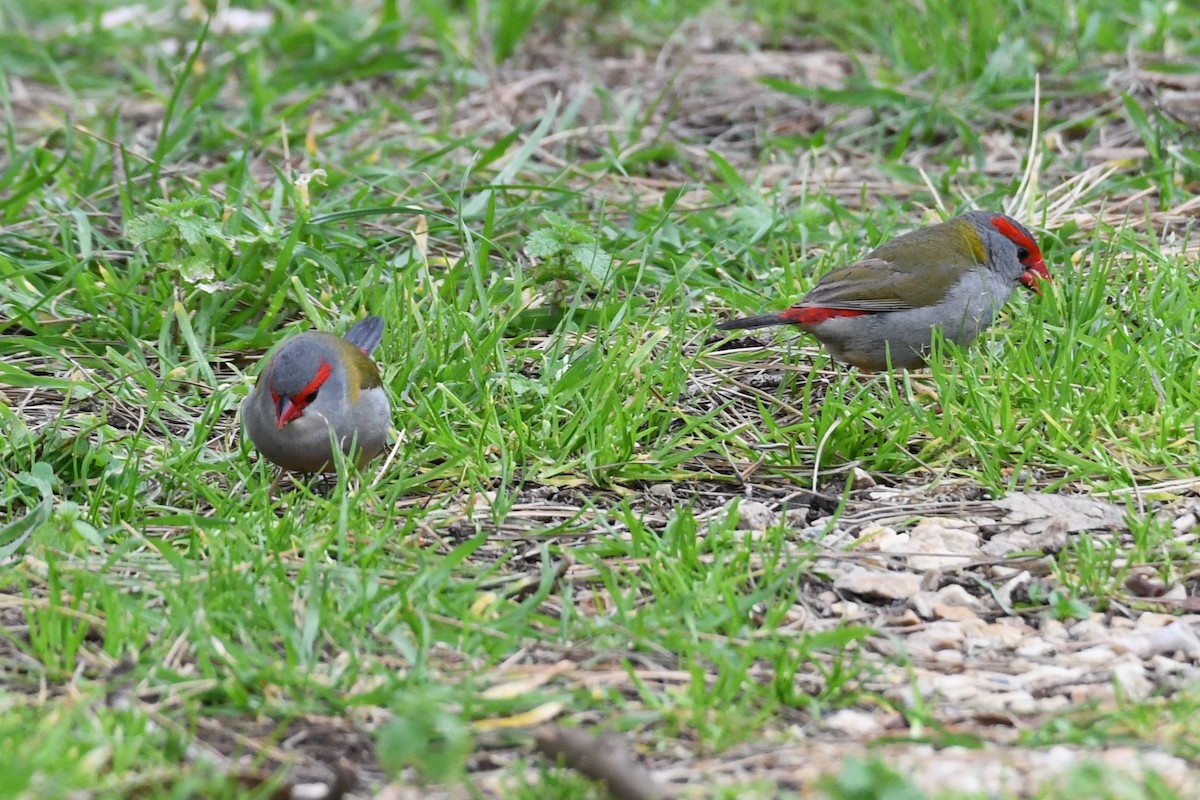 Red-browed Firetail - ML474285621