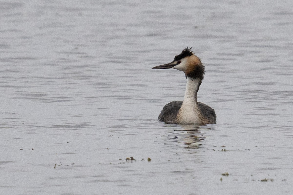 Great Crested Grebe - ML474287401