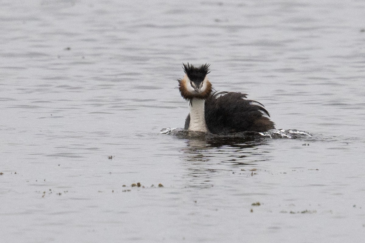 Great Crested Grebe - ML474287421