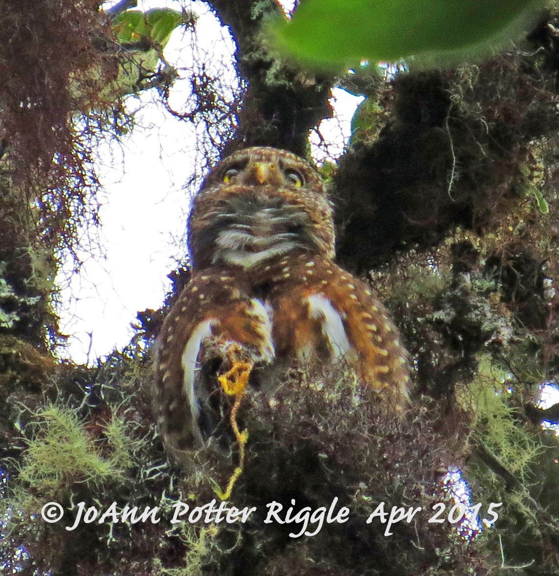 Costa Rican Pygmy-Owl - JoAnn Potter Riggle 🦤