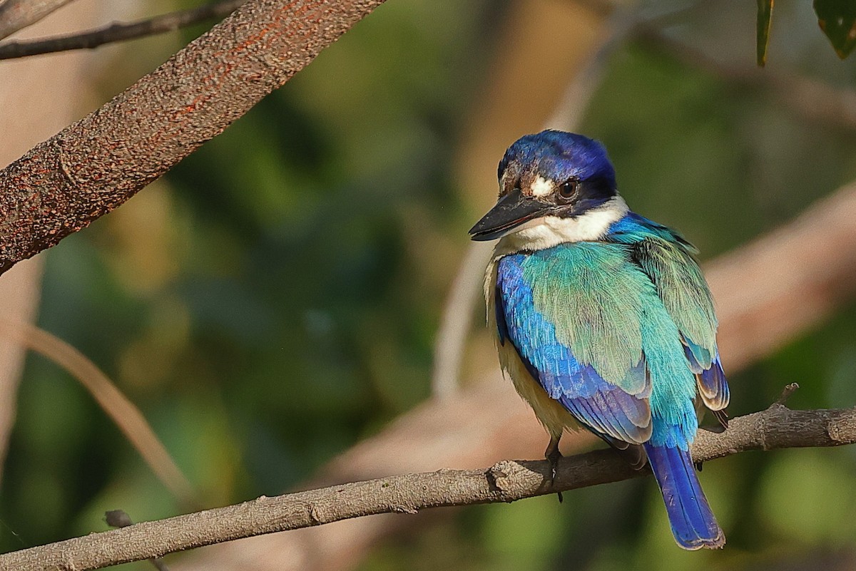 Forest Kingfisher - ML474290591