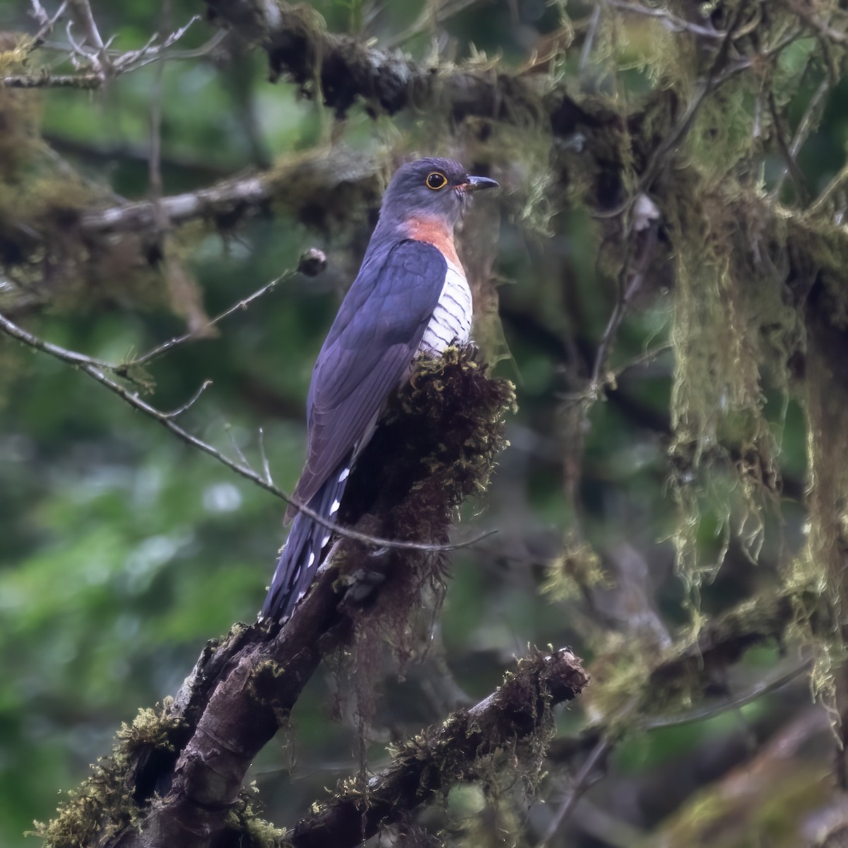 Red-chested Cuckoo - ML474291651