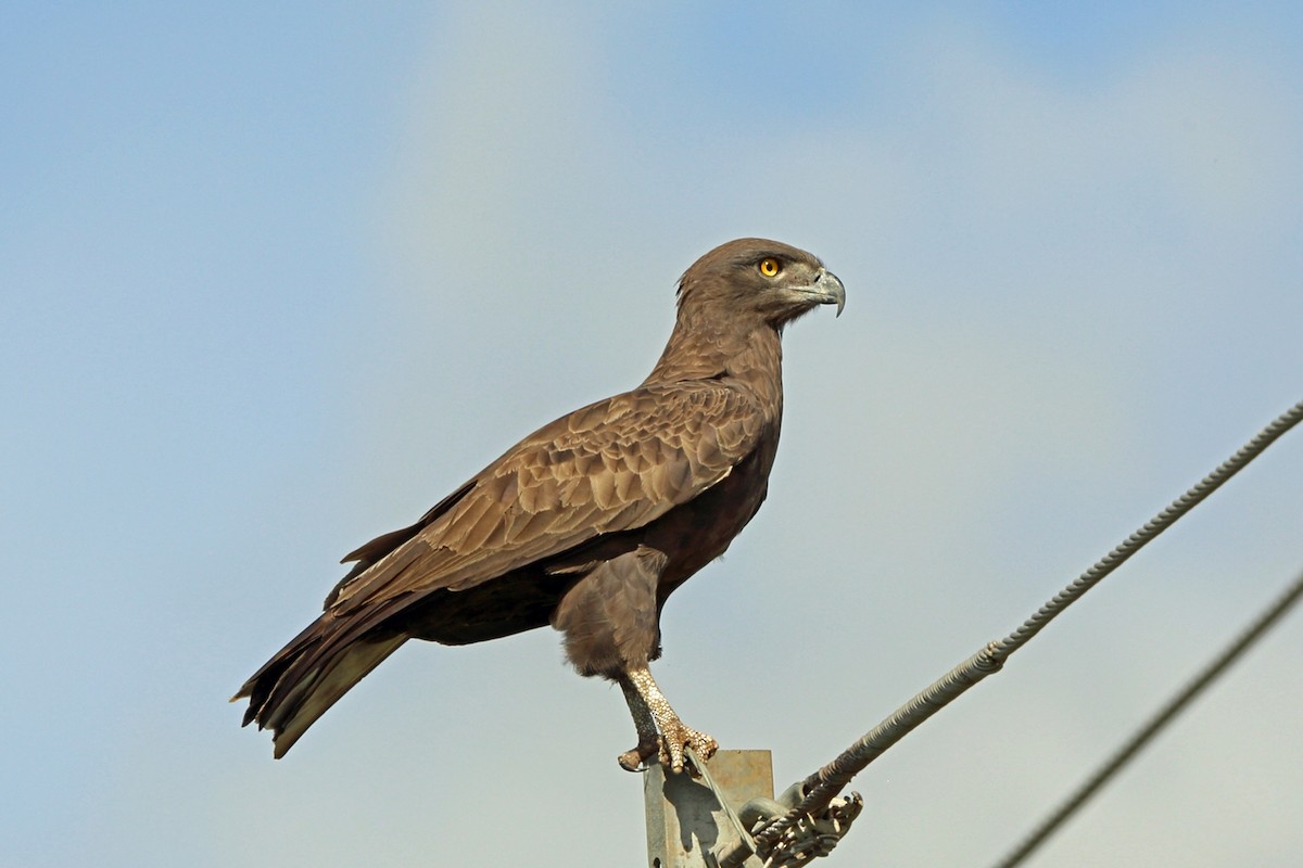 Brown Snake-Eagle - Nigel Voaden
